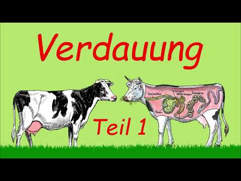 , title : 'Grundlagen Verdauung - Teil 1 | Podcast | Kuhles zum Kauen'