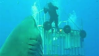 The Biggest Great White Shark