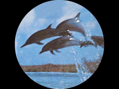 The Rhythm Junkeez - Groovy