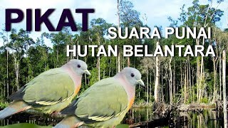 Download lagu SUARA BURUNG PUNAI suara pikat punai suara panggil... mp3