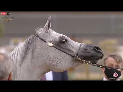 N 448 FAZEA AL ZOBAIR   23rd Qatar National Arabian Horse Show   Mares 11+ Years Old Class 11