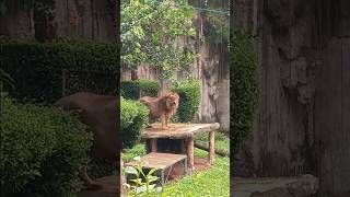 Download lagu Suara Singa Afrika Saat Mengaum Di Kebun Binatang Ragunan Jakarta mp3