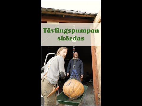 Väga en stor pumpa. Tävlingspumpan skördas - Trädgårdshacks med GardenR