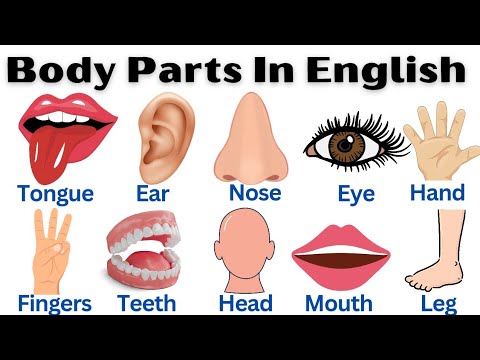 Human Body Parts in English | Parts of the Body with Pictures | Anatomy for Kids & Beginners
