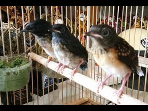 Anakan Novyj Trend Smotret Onlajn Na Sajte Trendovi Ru