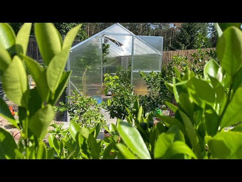 Odc. 167 - Cytrusy w szklarni. Plusy i minusy szklarni. Koszty utrzymania.