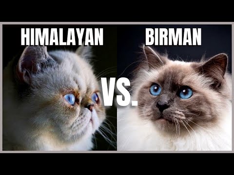 Himalayan Cat VS. Birman Cat