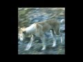 Amon Düül - One Moment's Anger is two Pints of Blood