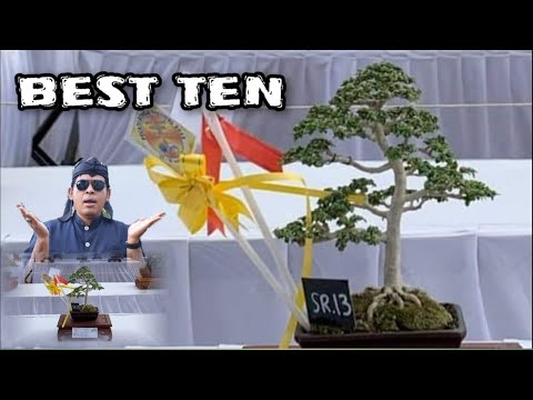 Bonsai Contest Pecatu 2023 @therisingofroninbonsai