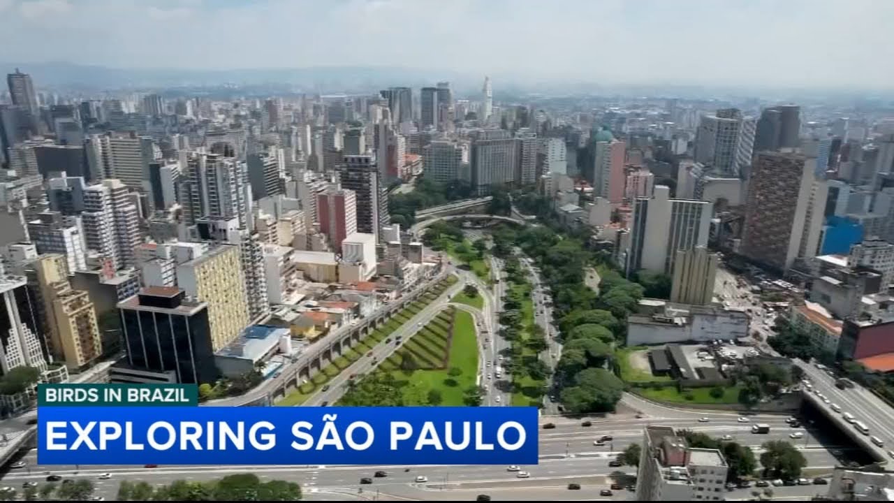 Eagles in Brazil: Exploring the city of São Paulo