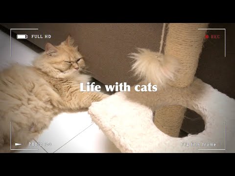 Life with cats | daily routine with 9 cats and kittens at home