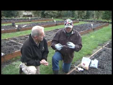 download lagu mp3 mp4 Hybrid Garden Lily, download lagu Hybrid Garden Lily gratis, unduh video klip Hybrid Garden Lily