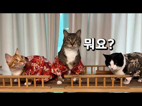 무전취식한 고양이를 찾습니다