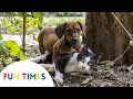 Aww These Dogs Are The Cutest CUTE DOGS COMPILATIONS