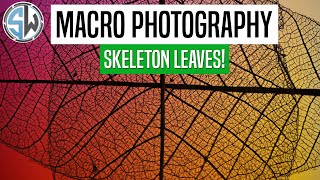 Macro Photography | Skeleton Leaves