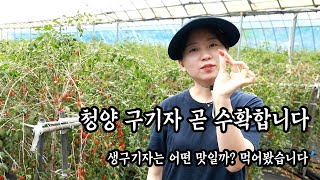청양 구기자 수확 곧 시작합니다!!