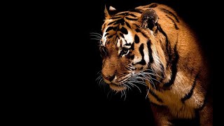 Los Tigres Del Norte:  Creiste