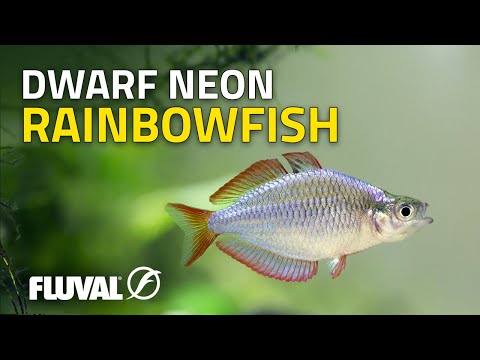 Species Spotlight | Dwarf Neon Rainbowfish