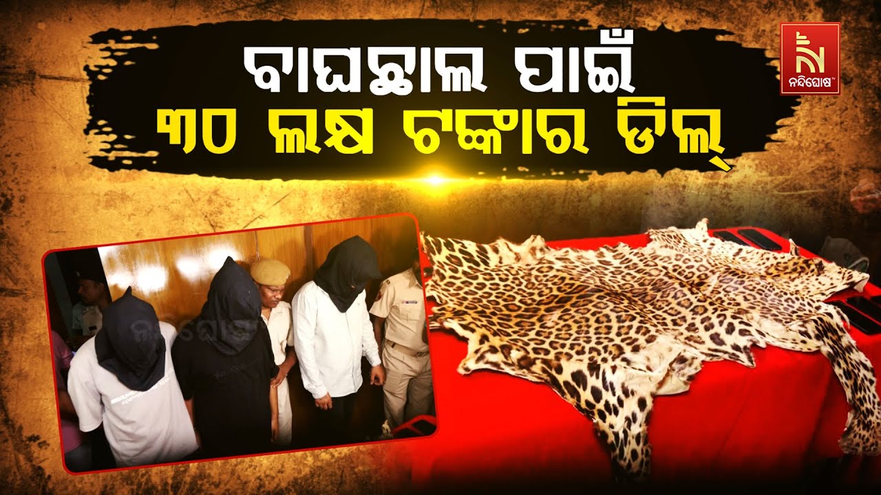 🔴Live | ବାଘଛାଲ ପାଇଁ ୩୦ ଲକ୍ଷ ଟଙ୍କାର ଡିଲ୍ | Tiger Skin ₹30 Lakh Deal Busted in Bhuban