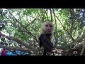GoPro Monkey Encounter