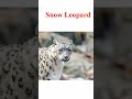 State Animal Of Jammu And Kashmir State Animal Of Ladakh State Animal Of Himachal Pradesh