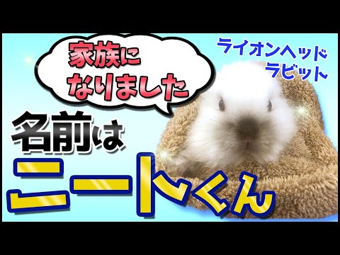 ライオンヘッドウサギ