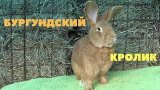 Восемь факторов, чтобы заняться разведением Бургундских кроликов