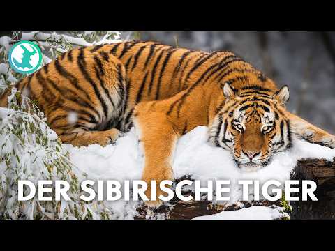 Spezialdoku: Die seltensten Tiere der Welt