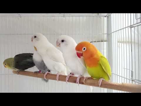 African Lovebird (Agapornis) Singing Beautifully with Baby Chicks | Soothing Bird Sounds