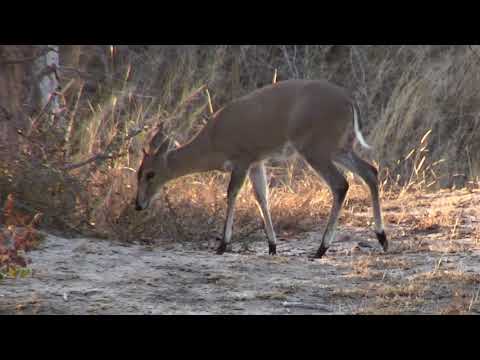 Djuma: Common Grey Duiker female  - 06:48 - 08/13/18
