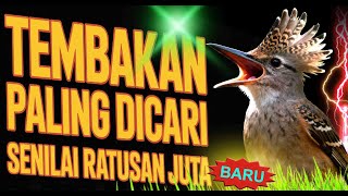 Download lagu UJI NYALI KICAUMANIA ‼️ Dengerin Masteran Tembakan Paling GACOR & NGERI Saat Ini  🐦 mp3