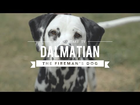 ALL ABOUT DALMATIANS: THE FIREHOUSE DOG