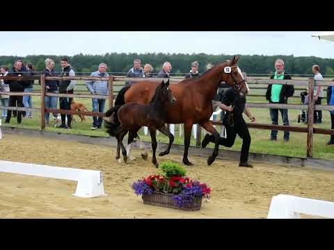 10. Stute, geb. 03.06.2022 – V: Cornet Obolensky M: Quntender – Chasseur