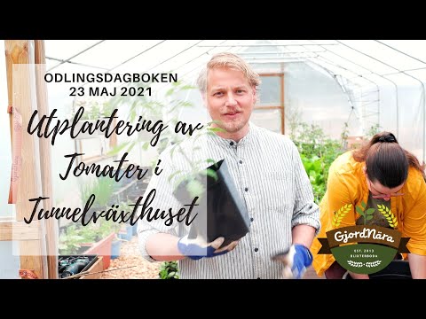 Utplantering av Tomater - odlingsdagboken 23 Maj 2021