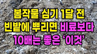 봄작물 심기 1달 전 겨울 빈밭에 뿌리면 비료보다 10배는 좋은 이것들