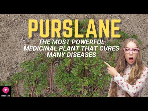 Purslane | The Most Powerful Medicinal Plant That Cures Many Diseases | Blissed Zone