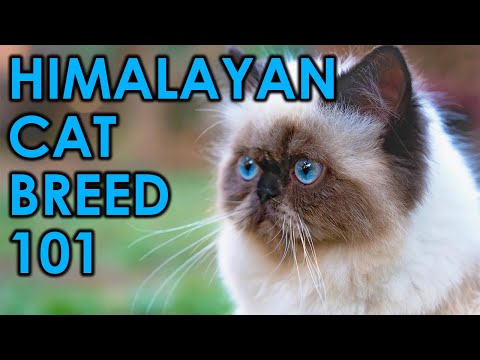 The 10 Most Insane Facts About Himalayan Cats