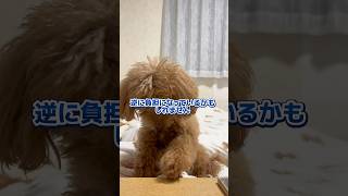 #トイプードル #犬のいる暮らし #ペット #シニア犬 #熱中症対策 #愛犬