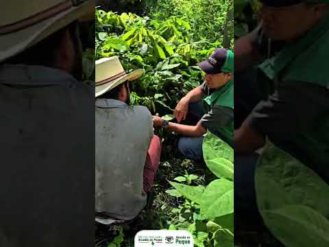 🌱 Restablecimiento del Vivero Municipal de Peque 🌳