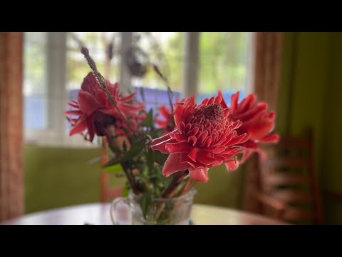 Episode 2: I made iced tea from my Torch Ginger Plant in my garden in Antipolo