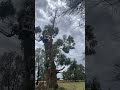 IMG 3636BigMessy Treecare Arborist Ropework Treeremoval Treecutting