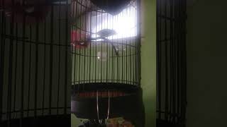 Download lagu ring solo josterops 242 usia 2 bln mp3