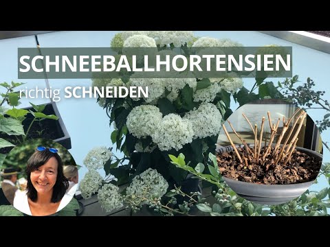Schneeballhortensien schneiden + starker vs. moderater Rückschnitt - Hortensien schneiden