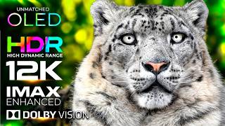 12K HDR 60FPS | 8K VIDEO Animal Kingdom & Wild Animals OLED, QLED (Ultimate OLED TV Test)