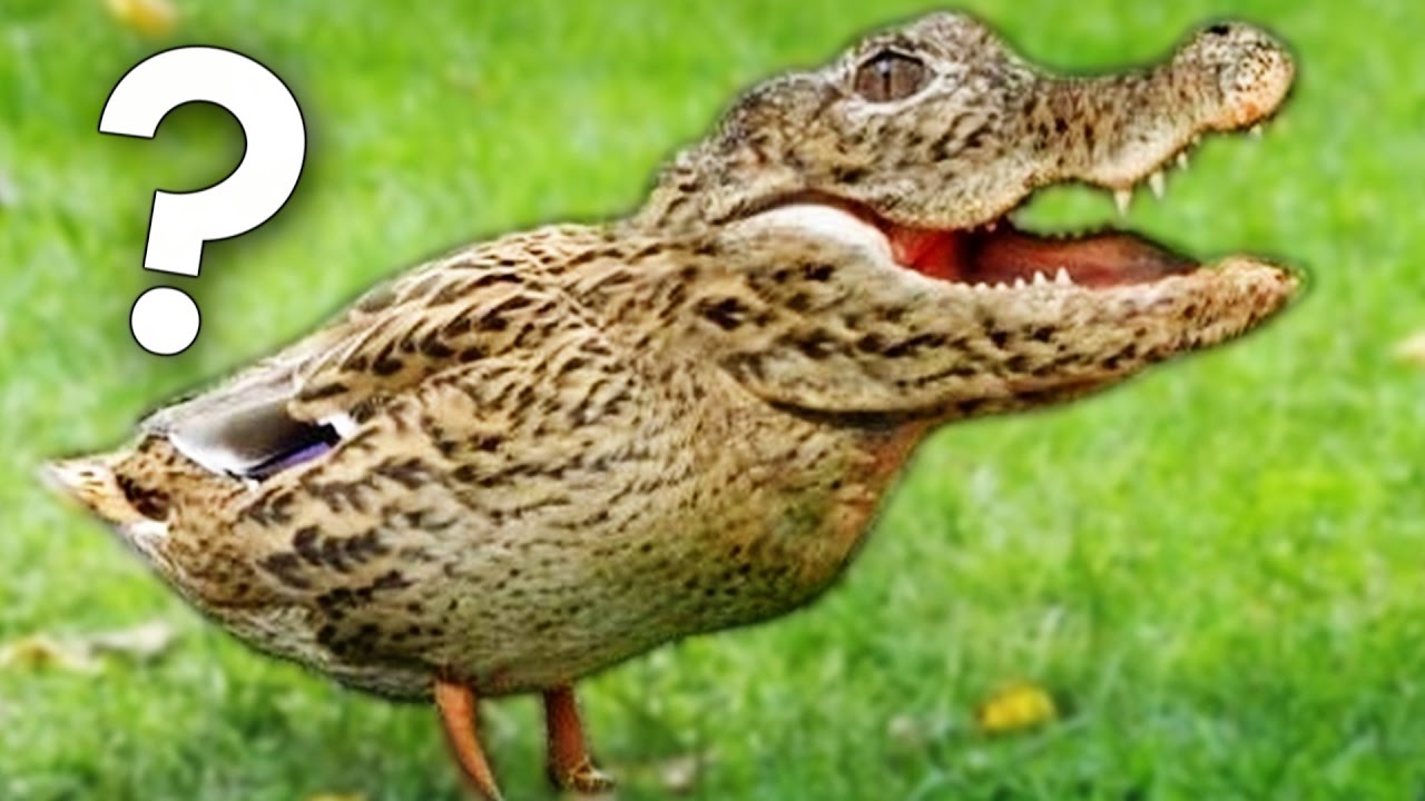 FAKE OU VRAIE PHOTO ? thumbnail