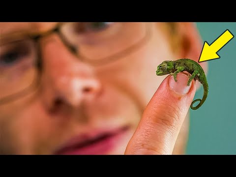 The World’s Tiniest Known Chameleon
