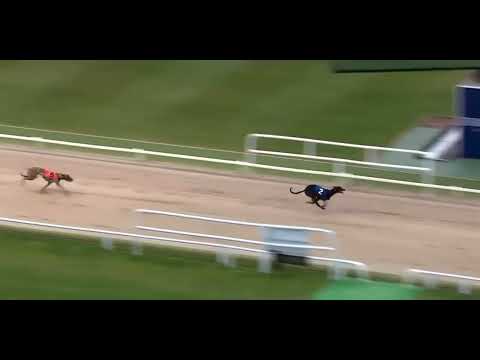 The fastest dog alive in the field//400M race in Just 10 seconds 😱\\