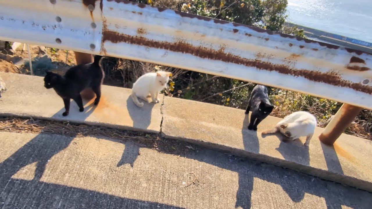 みんな人懐っこい過ぎる🤤