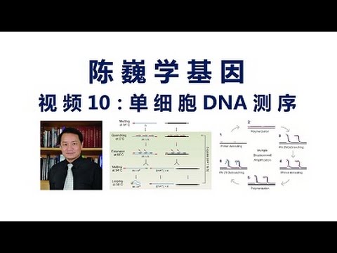 【陈巍学基因】视频10：单细胞DNA测序