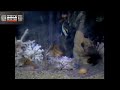 Video Aquarium 1982 VHS 60 Tranquil Minutes Of Gliding Fish And Rushing Water White Noise For Sleep